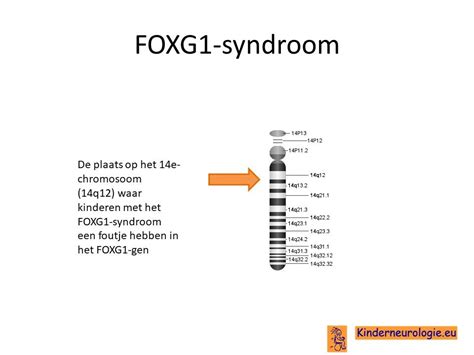 Infographic met de belangrijkste fysieke kenmerken van het FOXG1-syndroom.