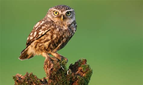 Foto van een steenuil in zijn nestkast.