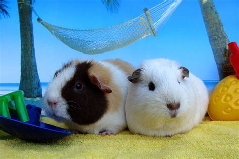 Een cavia die met een knaagspeeltje speelt