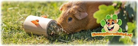 Een cavia die uit foerageer speelgoed eet
