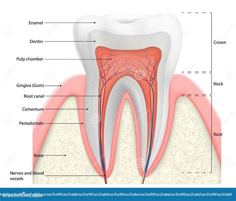 Schema van de anatomie van een tand met de pulpakamer en wortelkanalen