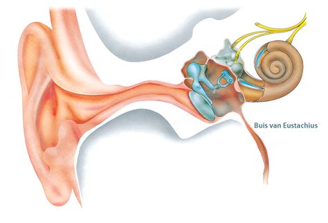 Illustratie van de anatomie van het oor met de buis van Eustachius gemarkeerd.