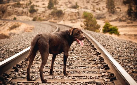 Illustratie van een hond die een spoor volgt