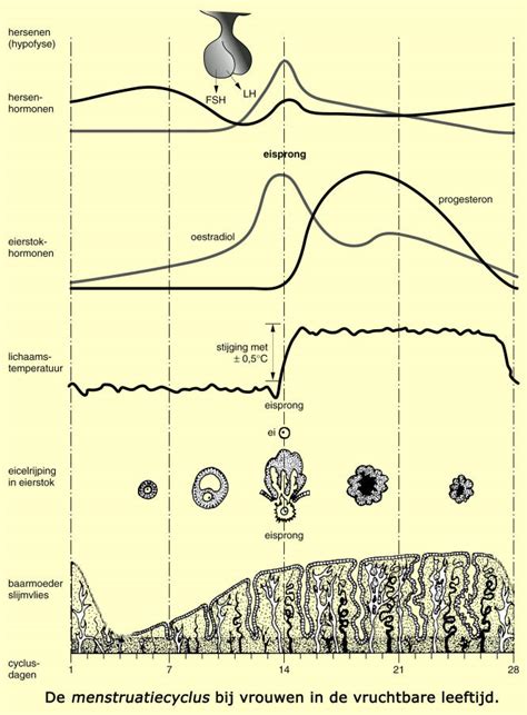 Schema van de werking van de minipil