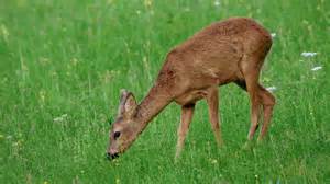 Jersey Zoo met dieren in een natuurlijke omgeving