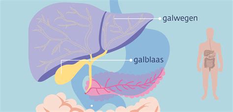 Illustratie van de galblaas en galwegen