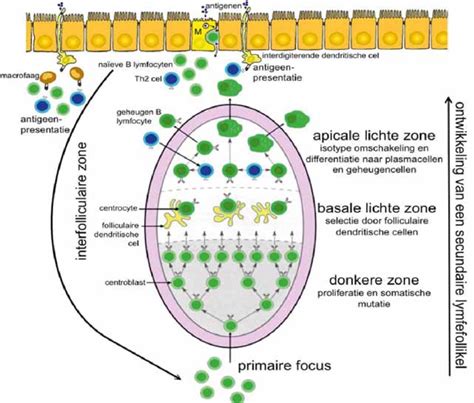 Schematische weergave van cystine-ophoping in cellen