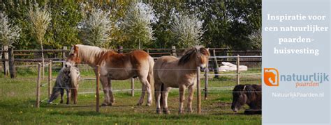 een paard dat aan natuurlijk knabbelhout knabbelt in een paddock