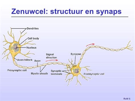 Grafische weergave van de werking van TENS op zenuwsignalen tijdens weeën